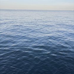 駆け込みサゴシ！