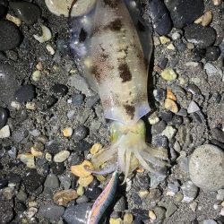 アオリイカ釣行