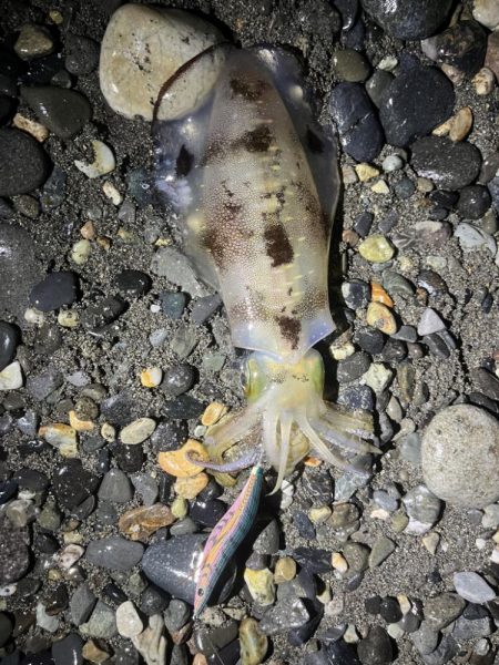 アオリイカ釣行