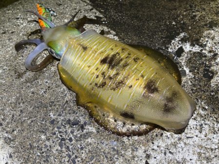 少々の波でもただ巻きエギングなら釣れる！