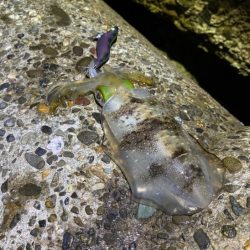 初のポイントで潮が効いたタイミングで連チャン！