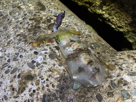 初のポイントで潮が効いたタイミングで連チャン！