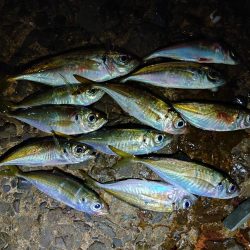 エギング、アジング