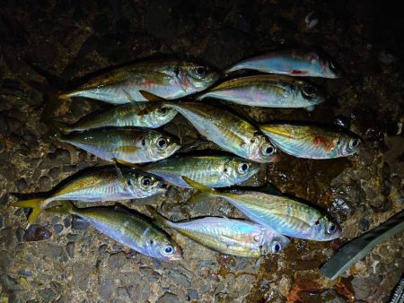 エギング、アジング