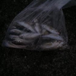 厳しい沖堤(泣)