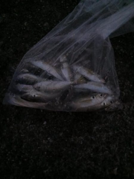 厳しい沖堤(泣)