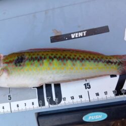 冬の穴釣り開始＆アタリの日