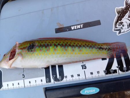 冬の穴釣り開始＆アタリの日