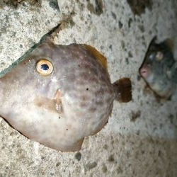 カワハギ後、タチウオ。