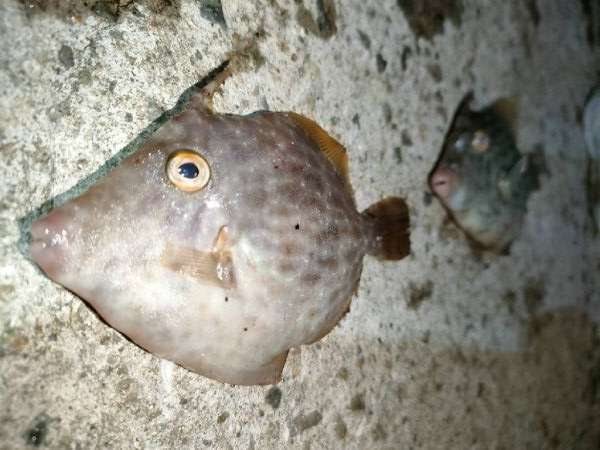 カワハギ後、タチウオ。