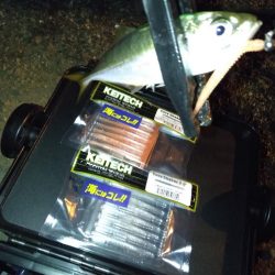 強風ベイトフィネス!