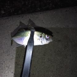 どこでやっても豆鯵!