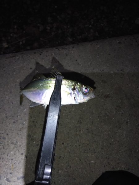 どこでやっても豆鯵!