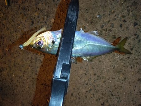 場所が変われば釣果も変わる？