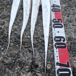 釣り易い釣れない魚