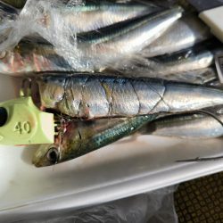 大阪湾船タチ好調