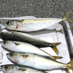 アジ大漁
