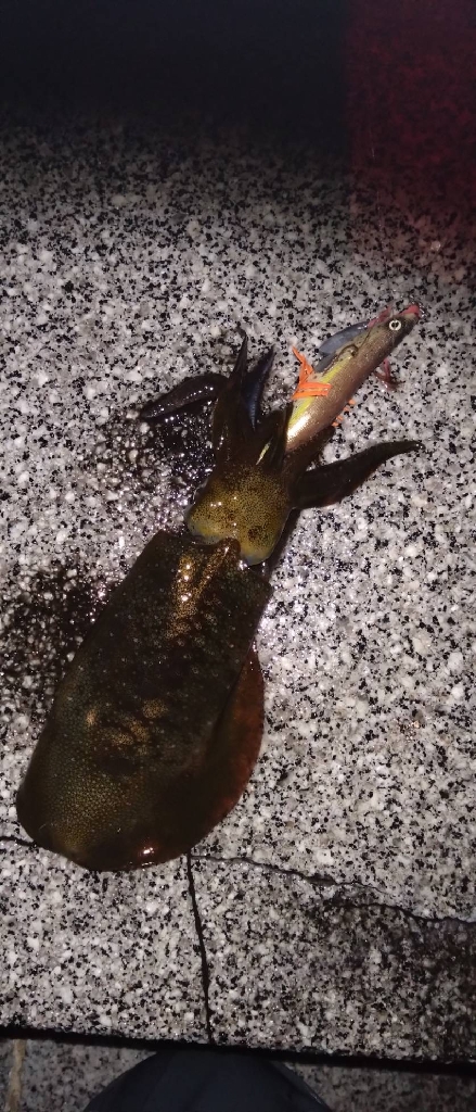 リメイク餌木で2連発🦑