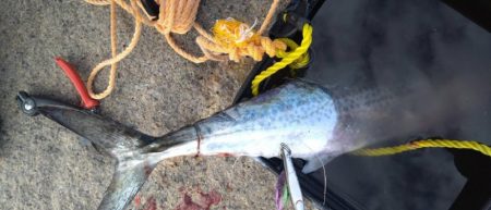 鰤はフック折れで逃した…(泣)