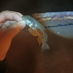 地味に五目釣り達成