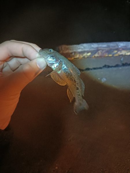 地味に五目釣り達成