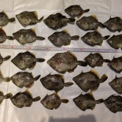 カワハギ◎みのすけ