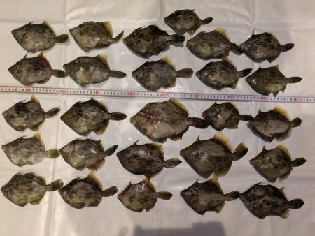 カワハギ◎みのすけ