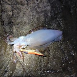 第五回2025秋エギング調査