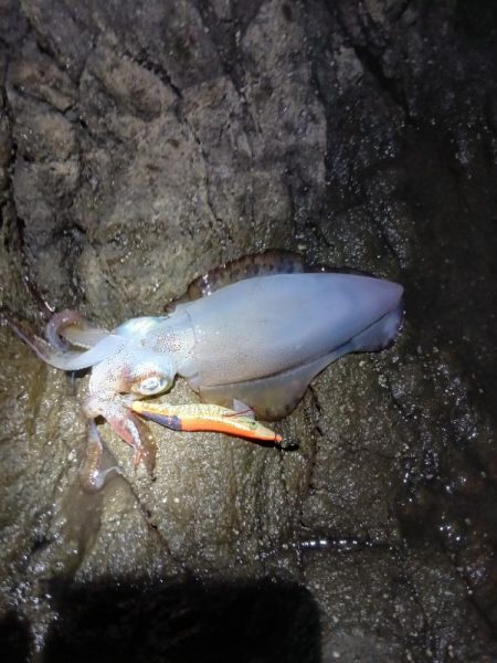 第五回2025秋エギング調査