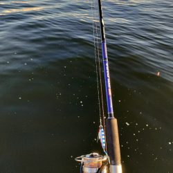 3週間ぶりに今ｼｰｽﾞﾝ5匹目