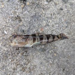 キス狙いのはずが