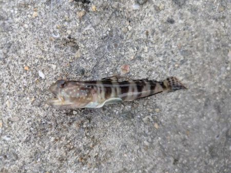 キス狙いのはずが