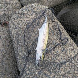 ハードジギング