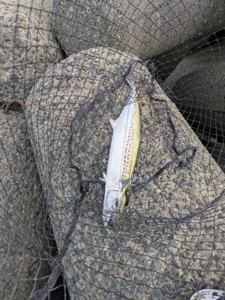 ハードジギング