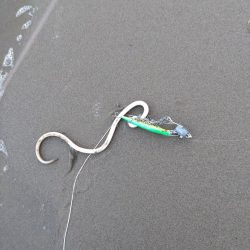 シーバスランカー＋おまけ