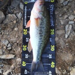 リアクションの釣りで3本