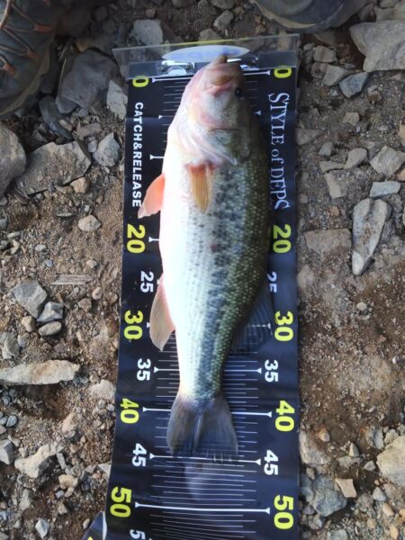 リアクションの釣りで3本