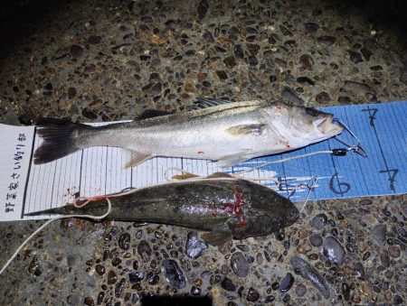 諦めて帰らんでよかった。