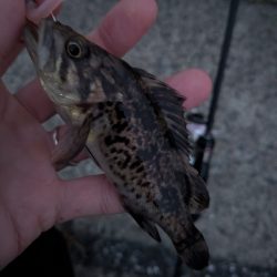 青森遠征ライトロック1日目