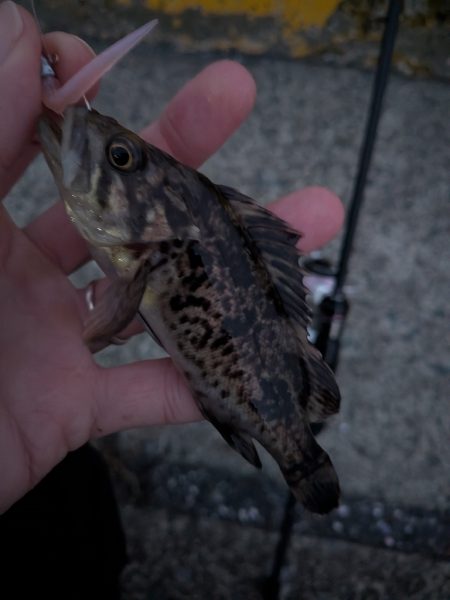 青森遠征ライトロック1日目