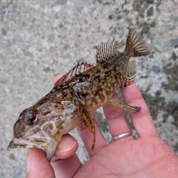 青森遠征ライトロック2日目アイナメ登場