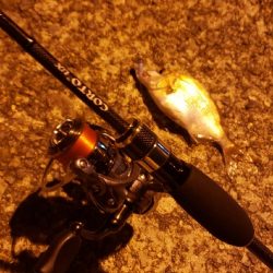 アジ探し@佐野漁港