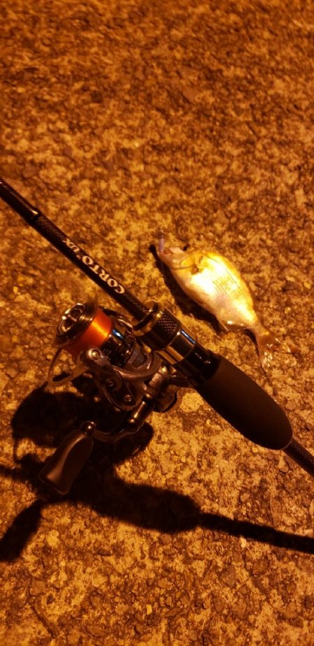 アジ探し@佐野漁港