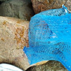 淀川マハゼ最盛期