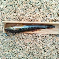 マハゼ〜あと一歩…