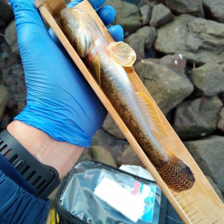 ようやく20cm超えのマハゼ