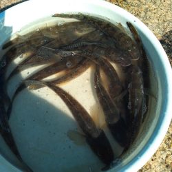 マハゼ〜サイズ更新