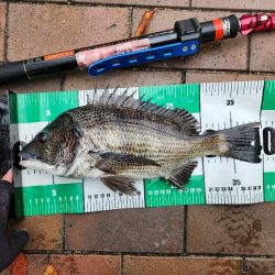 広島市内河川チヌトップ！