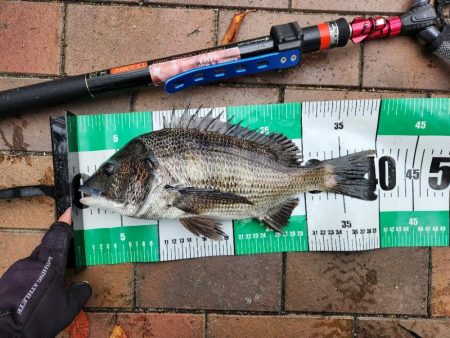 広島市内河川チヌトップ！