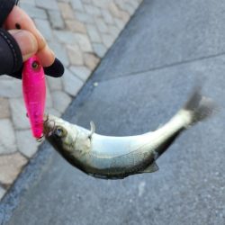 広島市内河川満喫フィッシング